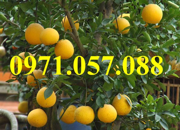 Cây giống bưởi diễn